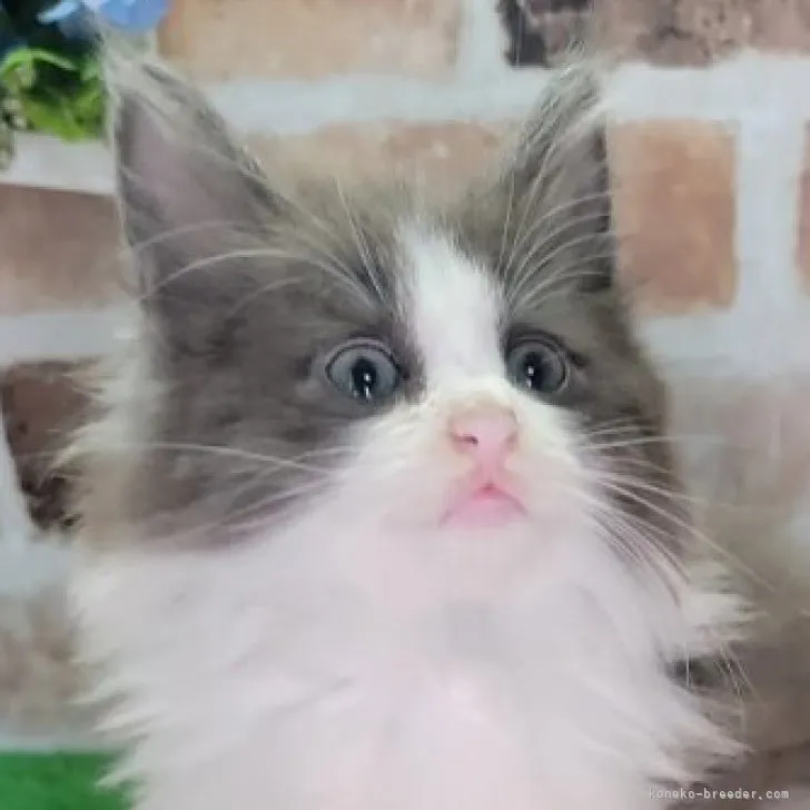 ID：2304-01784の子猫