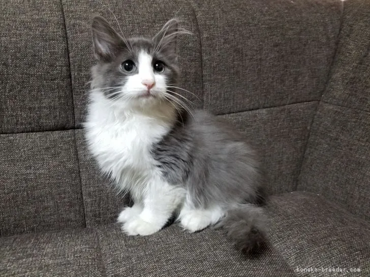 ID:1712-00375の子猫