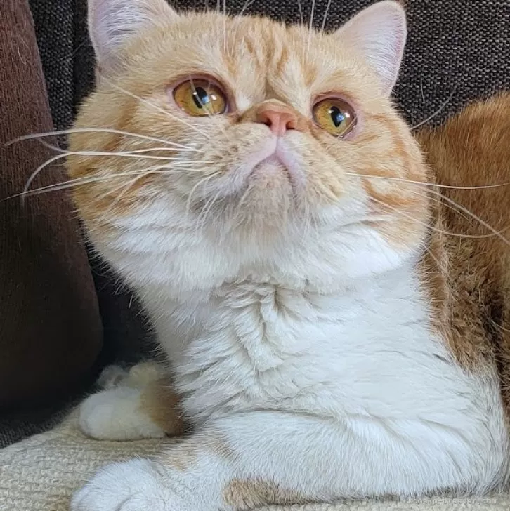 ID：2408-01975の子猫