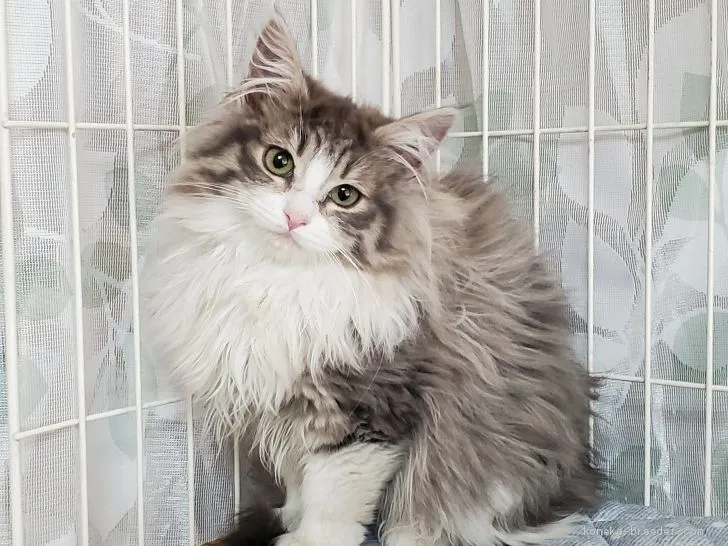 ID:2004-00651の子猫