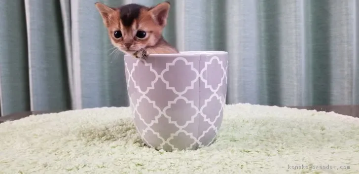 さくちゃん 様のお迎えした子猫