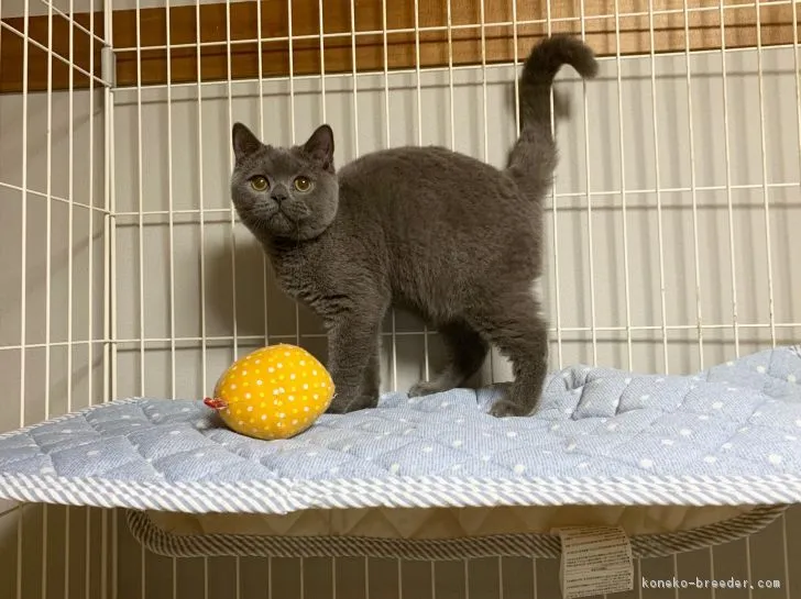 ID：1809-01229の子猫