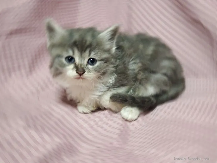 ID:1912-00889の子猫