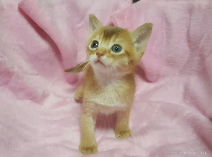 ぐんまちゃん 様のお迎えした子猫