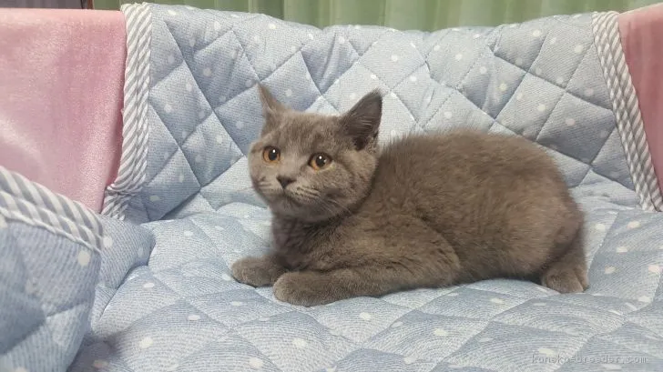 ID：1703-00923の子猫