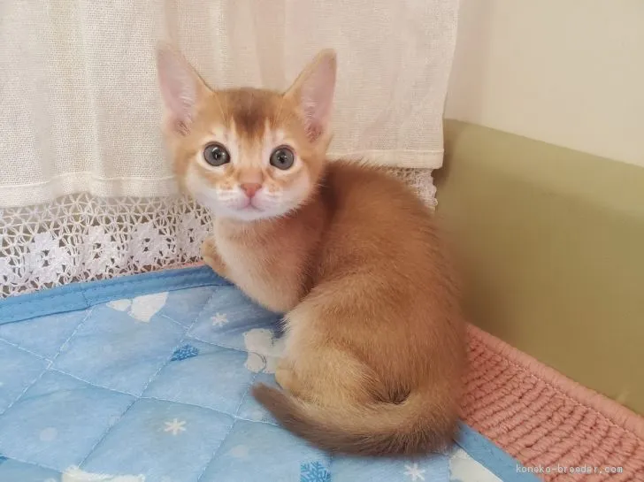 ID：2102-00320の子猫