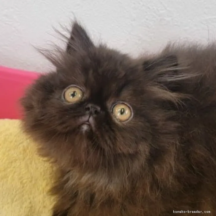 ID：2306-00669の子猫