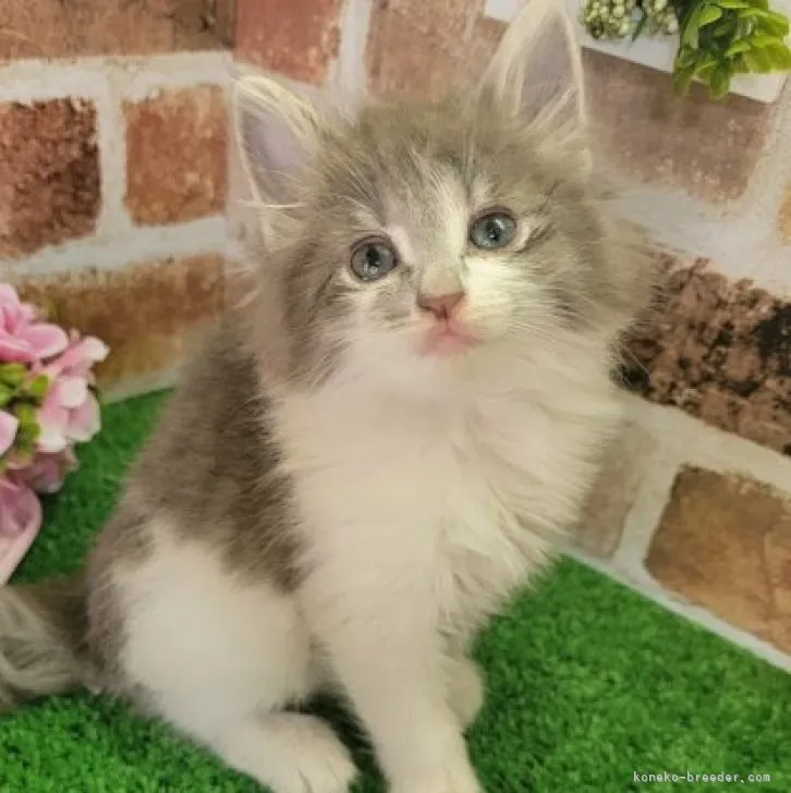 ID:2304-00559の子猫