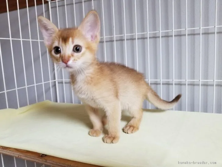 abi 様のお迎えした子猫