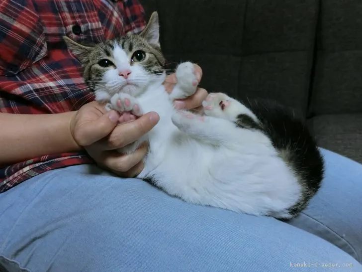 ID：1804-00199の子猫