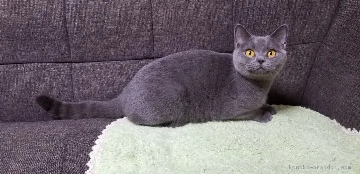 ID：1810-01326の子猫