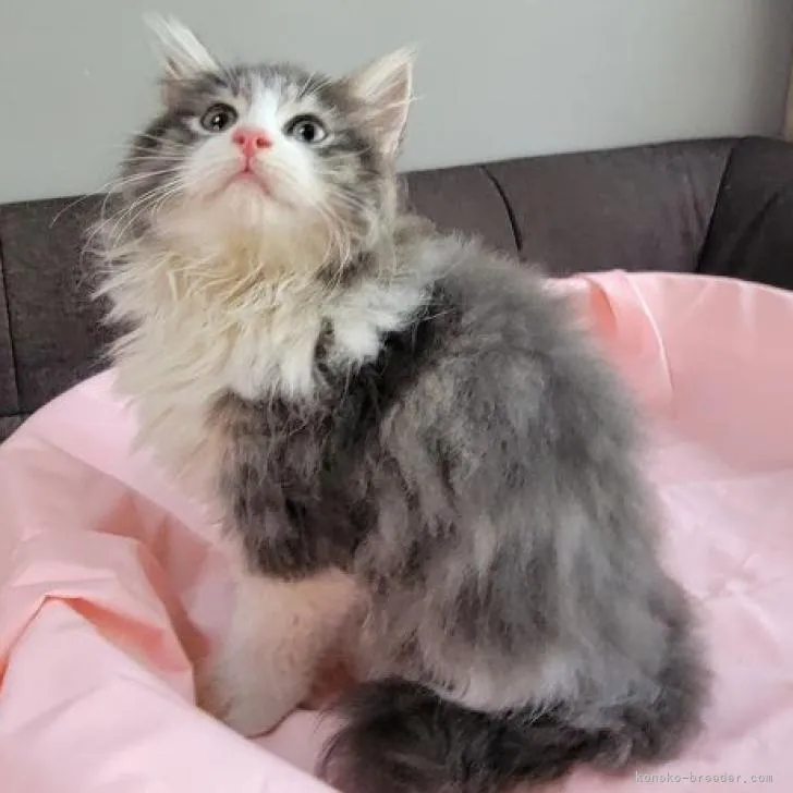 ID：2207-02872の子猫