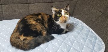 マンチカン(長足)【埼玉県・女の子・2017年8月16日・キャリコ】の写真「お父さん猫はグランドチャンピオンの優良血統！」