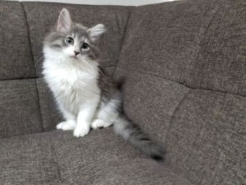 ノルウェージャンフォレストキャット【埼玉県・女の子・2017年8月15日・ブルー&ホワイト】の写真「父猫はACCグランドCH（ACE）の素晴らしい血統」