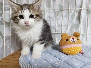 ノルウェージャンフォレストキャット【埼玉県・女の子・2019年9月21日・ブラウンタビー&ホワイト】の写真「顔立ちのきれいなノルウェジャンを代表する子」