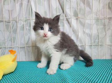 ノルウェージャンフォレストキャット【埼玉県・男の子・2020年7月10日・ブルー&ホワイト】の写真「父猫はACCのダブルグランドチャンピオン」
