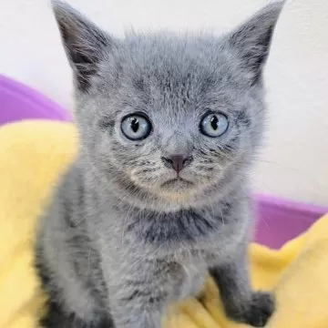ロシアンブルー ロシアンブルーの子猫を探す（20ページ目）｜子猫ブリーダーナビ