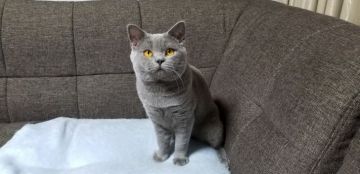 ブリティッシュショートヘア【埼玉県・男の子・2017年6月21日・ブリティッシュブルー】の写真「父猫はACCグランドチャンピオンの優良血統！」