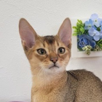 アビシニアン【埼玉県・男の子・2023年7月20日・ルディ】の写真「アビシニアン特有のルディの美しい男の子です！」