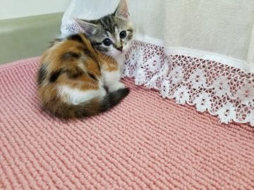 マンチカン(短足)【埼玉県・女の子・2018年7月16日・キャリコ】の写真「父猫はＡＣＣグランドチャンピオンの優秀血統!」