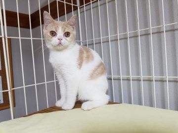 ブリティッシュショートヘア【埼玉県・男の子・2017年3月22日・クリーム&ホワイト】の写真「父猫はACCグランドチャンピオンの優秀な血統」