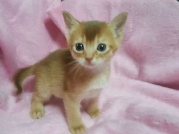 アビシニアン【埼玉県・男の子・2016年10月10日・フォーン】の写真「父猫はACCダブルチャンピオンの直子」