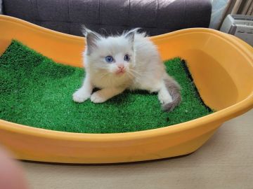 ラグドール【埼玉県・男の子・2021年9月21日・ブルーポイントバイカラー】の写真「父猫はACCのダブルチャンピオンをとった優秀な血統」