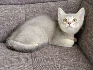 アビシニアン【埼玉県・男の子・2021年5月6日・ブルー】の写真「好奇心旺盛で慎重な男の子」