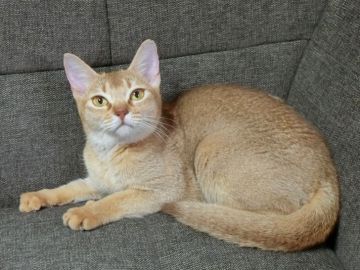 アビシニアン【埼玉県・女の子・2016年12月5日・ルディン】の写真「両親ともにACCグランドチャンピオン」