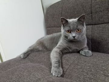 ブリティッシュショートヘア【埼玉県・男の子・2017年3月9日・ブルー】の写真「父猫はACCダブルグランドCHの素晴らしい血統」