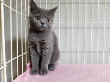 ブリティッシュショートヘア【埼玉県・女の子・2017年5月25日・ブリティッシュブルー】の写真「両親はACCチャンピオンの最高血統です。。」