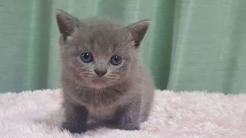 ブリティッシュショートヘア【埼玉県・男の子・2016年8月14日・ブルー】の写真「元気な男の子です。ふ」