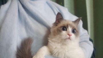 ラグドール【埼玉県・男の子・2016年12月2日・ブルーポイントバイカラー】の写真「母猫はACCチャンピオンの優秀な血統」