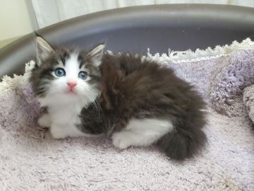 ノルウェージャンフォレストキャット【埼玉県・男の子・2020年3月30日・ブルータビー&ホワイト】の写真「顔立ちのきれいなノルウェジャンを代表する子」