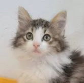 ノルウェージャンフォレストキャット【埼玉県・女の子・2023年3月8日・ブラウンタビー&ホワイト】の写真1「2023/06/05撮影　生後89日目」