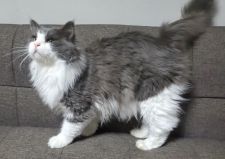 ノルウェージャンフォレストキャット【・男の子・2013年6月19日・ブルー & ホワイト】「2020/11/20撮影」