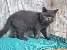 ブリティッシュショートヘア【・男の子・2017年5月25日・ブルー】「2020/10/16撮影」