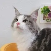 ノルウェージャンフォレストキャット【埼玉県・女の子・2023年4月21日・ブルータビー&ホワイト】の写真1「2023/11/28撮影　生後221日目」