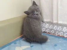 ブリティッシュショートヘア【埼玉県・男の子・2021年2月24日・ブルー】の写真1「2021/04/13撮影」