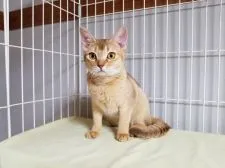 アビシニアン【埼玉県・女の子・2016年12月5日・ルディー】の写真1「とてもかわいい子になりました。8月27日撮影」