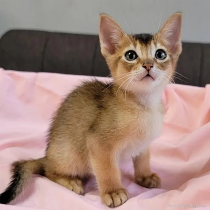 ID：2207-02999の子猫