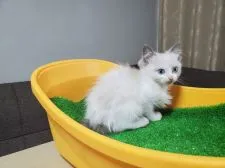 ラグドール【埼玉県・男の子・2021年2月27日・ブルーポイントバイカラー】の写真2