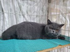 ブリティッシュショートヘア【・男の子・2017年5月25日・ブルー】