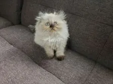 エキゾチックショートヘア【埼玉県・男の子・2020年8月27日・シールポイントバイカラー】の写真2