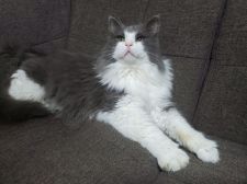 ノルウェージャンフォレストキャット【・男の子・2013年6月19日・ブルー & ホワイト】「2020/11/20撮影」