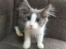 ノルウェージャンフォレストキャット【埼玉県・男の子・2017年6月11日・ブルー&ホワイト】の写真2