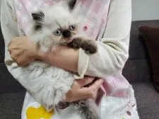 エキゾチックショートヘア【埼玉県・男の子・2020年8月27日・シールポイントバイカラー】の写真3