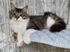 ノルウェージャンフォレストキャット【埼玉県・女の子・2019年4月25日・ブラウンタビー&ホワイト】の写真3