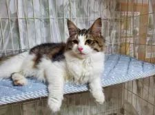 ノルウェージャンフォレストキャット【埼玉県・女の子・2019年4月25日・ブラウンタビー&ホワイト】の写真3