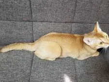 アビシニアン【埼玉県・女の子・2016年12月5日・ルディー】の写真3